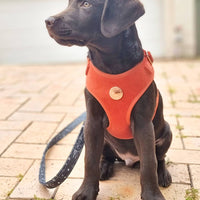 Velvet Harness // Sunrise Orange