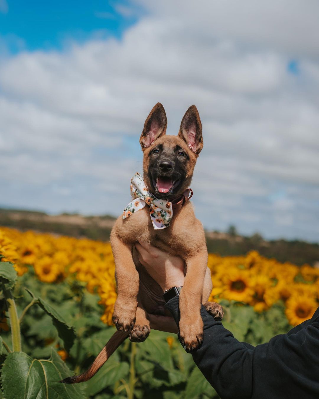 Velvet Sailor Bow Tie // Sunflower Child