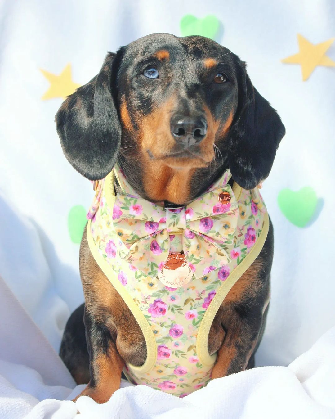 Velvet Sailor Bow Tie // Nonna&