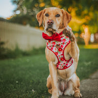 Velvet Harness // Holly Floral