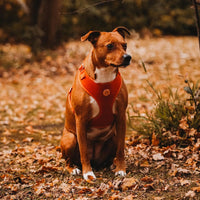 Velvet Harness // Sunrise Orange