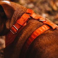 Velvet Harness // Sunrise Orange