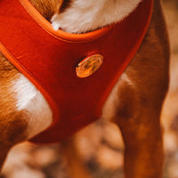 Velvet Harness // Sunrise Orange