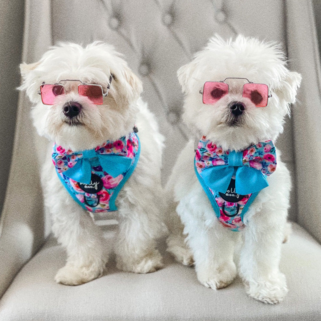 Dog Harness Best Harness For Maltese Maltese Dog Collar Best